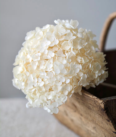 Preserved Ivory Hydrangea Stem