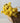 Naturally Dried Yellow Yarrow Bunch