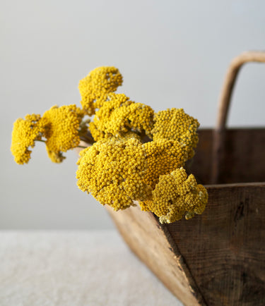 Naturally Dried Yellow Yarrow Bunch