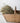 Naturally Dried Millet Bunch