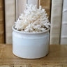 A white ceramic pot containing a decorative white coral branch, displayed on a vintage bookshelf with antique books in the background.