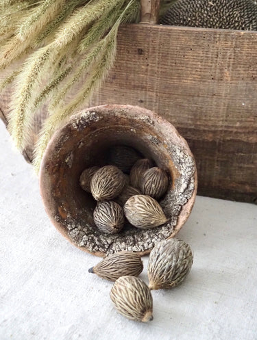 Natural Mintola Seed Pods - Fall Vase & Bowl Fillers